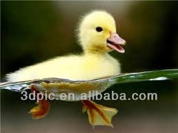 Semoga gambar wallpaper dapa menghibur kamu semua. Bebek Kecil Lucu Berenang Di Air Gambar Bebek 3d Animasi Buy 3d Bebek Gambar 3d Gambar Bebek 3d Bebek Gambar Product On Alibaba Com