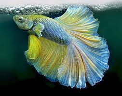 Pin On The Best Bettas