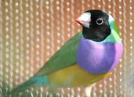 Butterfly World Bird Breeds Colorful Birds Finches Bird
