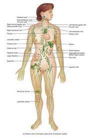 Pin By Redija Elyattaoui On Esthetique Lymphatic Drainage Massage Lymphatic System Lymphatic System Diagram