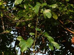 Image result for Entada gigas