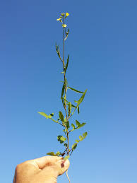 Image result for Sisymbrium orientale