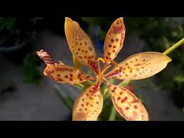 Get holland bulb farms' exclusive offers and gardening tips. 532 How To Grow N Care Beautiful Blackberry Summer Lily Leopard Lily Iris Domestica Hindi Youtube