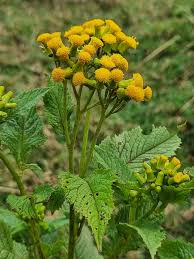 Image result for Crassocephalum montuosum