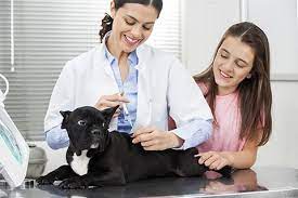 Desde las últimas noticias hasta temas de entretenimiento, deportes y política: Veterinarian In Henderson Nv Green Valley Animal Hospital Vaccinations