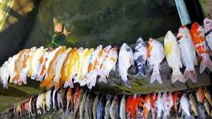 Viral Kisah Pilu Ratusan Ikan Hias Mati Karena Hal Sepele Pengunggah Bila Allah Berkehendak Lain Halaman All Tribun Papua