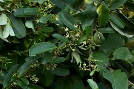 Image result for Cryptolepis obtusa