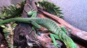 Green tree monitor for sale. Green Tree Monitors For Sale Buy At Big Apple Pet With Same Day Shipping Youtube
