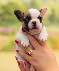 175 Trendy French Dog Names For Boy Dogs In 2020 French Dog Names Boy Dog Names Dog Names