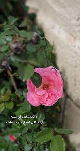 ورد جمال صور تصويري سنابات انستغرام اقتباسات كلام flower daisy art cute food wallpaper gold wallpaper background