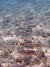 Snorkeling At Pain De Sucre Beach Les Saintes Snorkeling In Guadeloupe