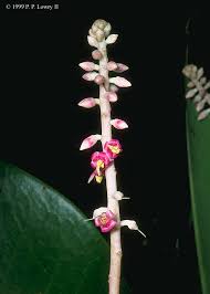 Image result for Myrsinaceae