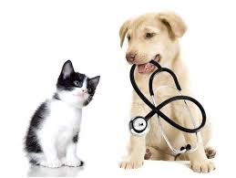 All of our veterinary technicians are formally trained and licensed professional, and they are all. How To Find The Right Animal Clinic For Your Family Pet Petroglyph Animal Hospital