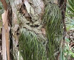 Image result for Vittaria