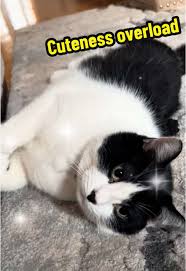 My L.O.V.E. #tuxedocat #cat #black #white #kitty #greeneyes #cute #fatlouie  #princessdiaries#celebrity #fatlouie