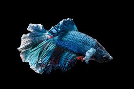 Building a lucky bamboo betta aquarium! 5 Best Betta Fish Tanks Gefcoral