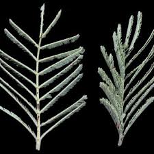 Image result for Acacia luederitzii