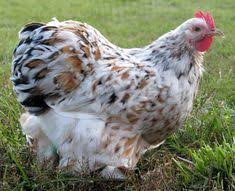 44 Best Cochin Chickens Images Cochin Chickens Chicken