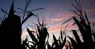 Gm Crops Rebuttal Of Claims On Safety And Benefits Corporate Europe Observatory