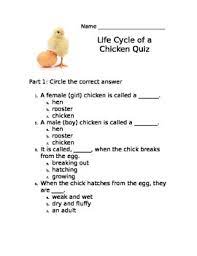 You'll definitely get some puzzled expressions from a lot of confused people, that's for sure! Life Cycle Of A Chicken Quiz By Kim Wiles Teachers Pay Teachers
