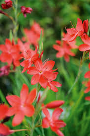 Image result for Hesperantha petitiana