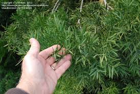 Image result for Afrocarpus usambarensis