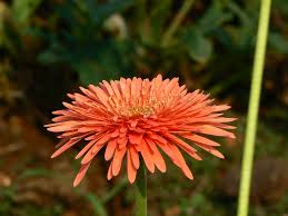 Image result for Gerbera viridifolia