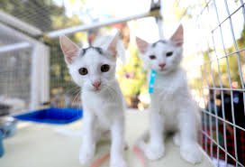 Maybe you would like to learn more about one of these? Cal Poly Slo Cat Shelter Faces Funding Adoption Issues San Luis Obispo Tribune