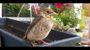 Botgrosul sau cireșarul ( coccothraustes coccothraustes) este o pasăre denumită după ciocul ei puternic cu care poate sparge ușor sâmburii de cireșe, vișine etc. Botgros Musafirul Nostru Pentru Zece Zile Youtube