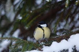Bildergebnis für meisenarten