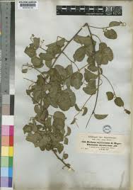 Image result for Helinus