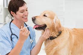 To cover the anaerobic bacteria, you have to polysporin eye drops can be used for a cat. Cephalexin What It Is And How It Can Help Your Dog American Kennel Club