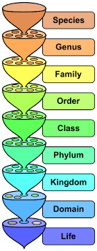 File Biological Classification L Pengo Svg Wikipedia