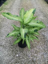 Dieffenbachia Camouflage Plants Dumb Cane Plant Dieffenbachia Houseplant