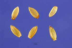 Image result for Axonopus compressus