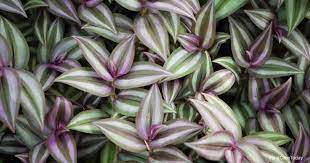 We did not find results for: Is The Wandering Jew Plant Poisonous Or Toxic Plant Care Today