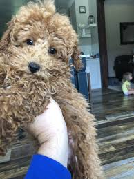 Toy Poodle Puppies For Sale Salina Ks Poodle Puppies For Sale Toy Poodle Toy Poodle Puppies