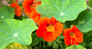 After that, it tends to reseed itself. 10 Edible Flowers To Grow This Spring Farmers Almanac