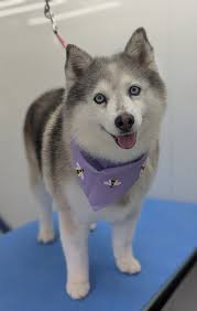 Mobile Grooming Services for Fur Babies