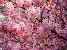 They are available for sale online when dormant or as. 10 Most Popular Sakura Varieties In Japan Kyuhoshi