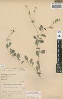 Image result for Corbichonia decumbens