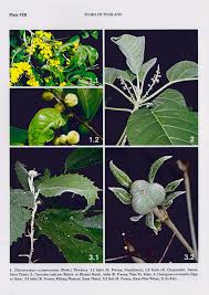 Image result for Chaetocarpus