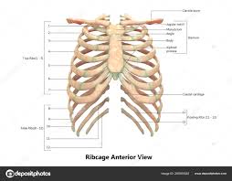 Learn about anatomy ribs with free interactive flashcards. Ribs Anatomy Human Anatomy