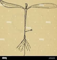 Image result for tomato seedling damping off