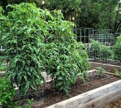 Diy trellises a structured tomato trellis offers support to climbing or tall plants and is perfect for maximizing and managing your to build: The Best Diy Tomato Support Growingagreenerworld Com