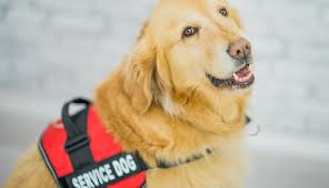 How to get a service dog for ptsd, autism, seizure response or diabetics. Tips For Flying With A Service Animal