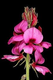 Image result for Indigofera pseudodyeri