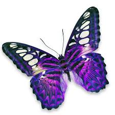 Check spelling or type a new query. Purple Butterfly Stock Image Colourbox