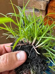 Image result for Kyllinga