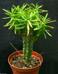 Image result for Euphorbia lissosperma